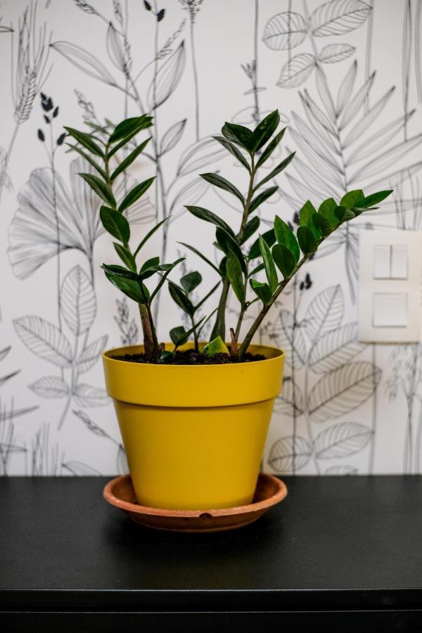 Studio Cocooning In Strasbourg & Help An Ecoproject ! Apartman Kültér fotó